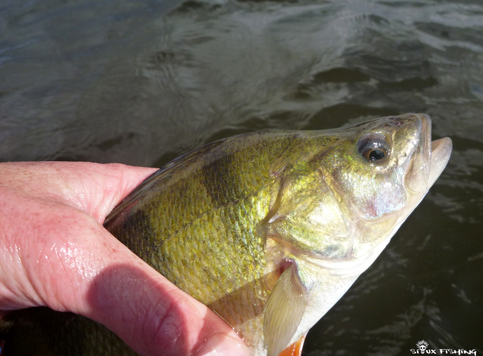 Perche du lac des Settons