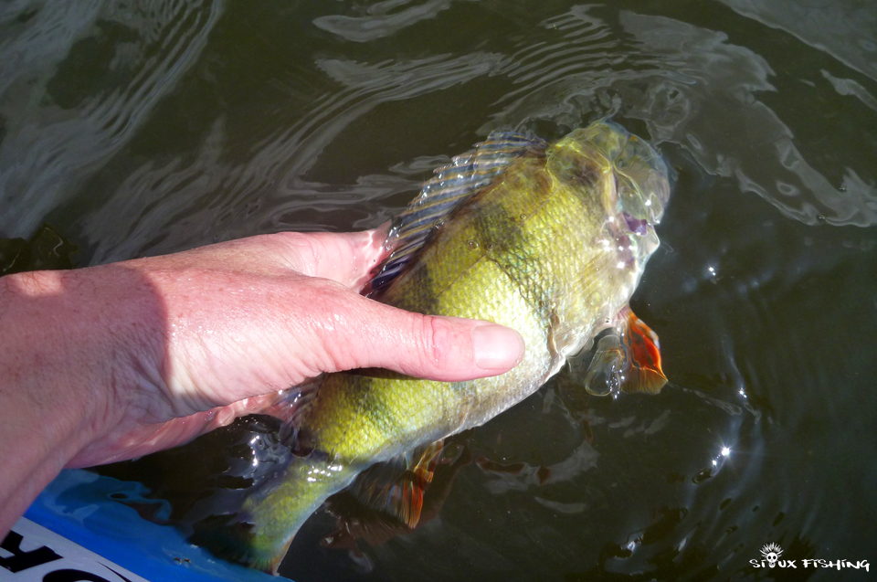 Perche du lac des Settons Perche du lac des Settons