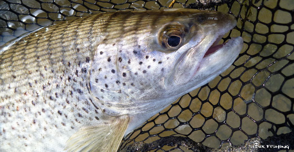 Truite de la Haute rivière d'Ain