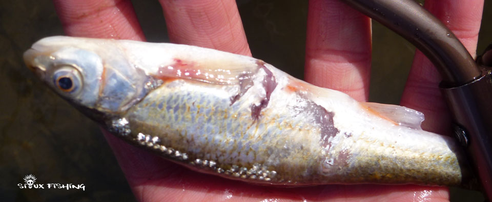 Blageon attaqué par Truite de la Haute rivière d'Ain