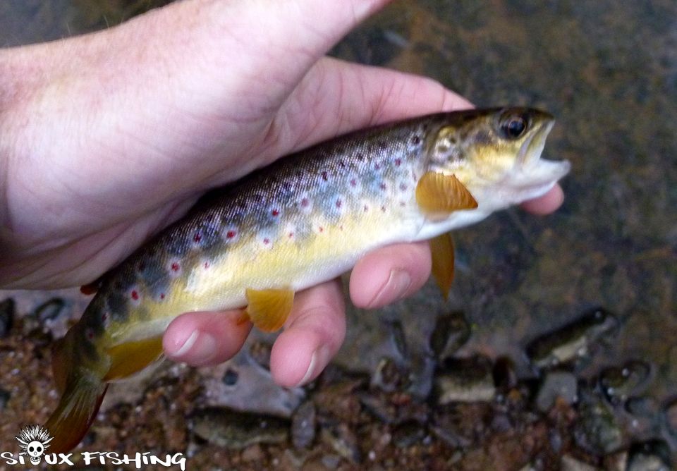 une truite de l'Aron une truite sauvage de l'Aron (71)