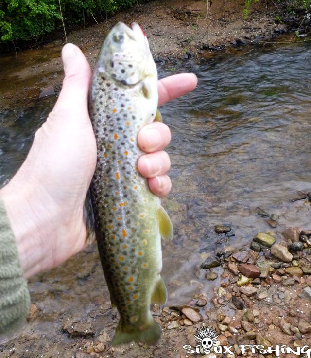 Truite fario de bassine Truite fario de bassine