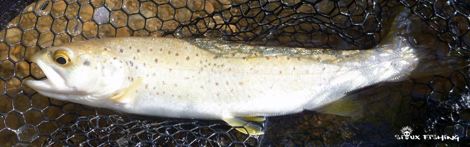 Petite Truite de l'Ain Petite Truite de l'Ain