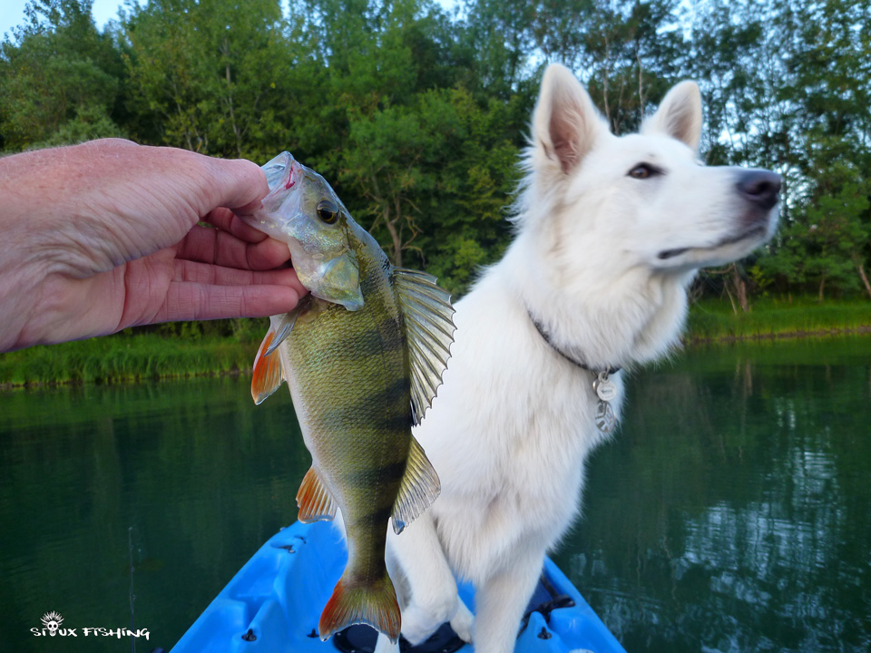 Perche de Saône à Tournus Perche de Saône à Tournus