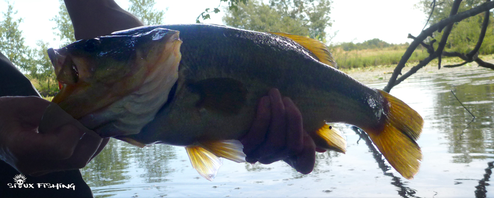 Black-bass Black-bass