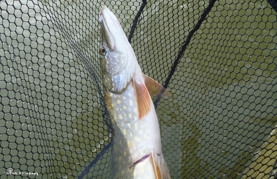 Brochet de la rivière Seille