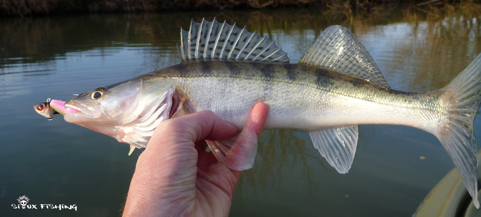 petit sandre de Seille