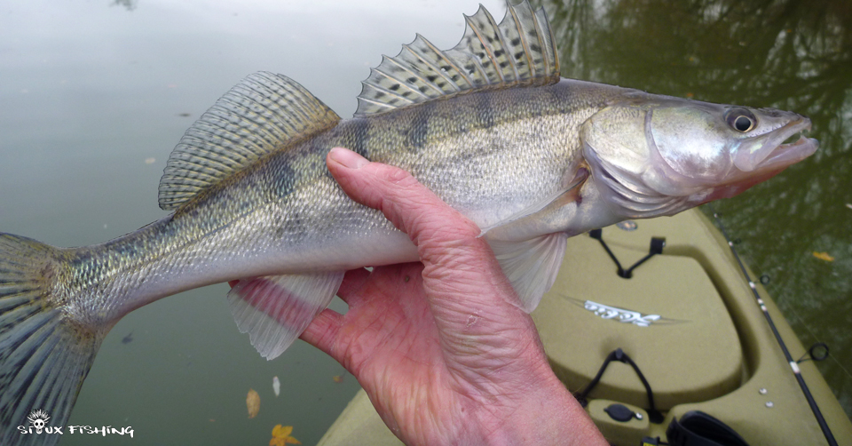 petit sandre de Seille