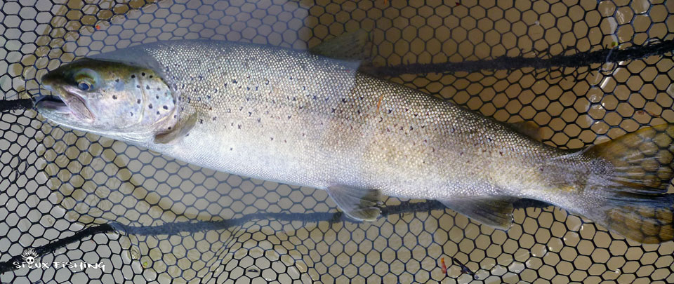 Truite de la Haute rivière d'Ain Truite de la Haute rivière d'Ain