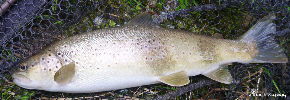 Truite de la Haute rivière d'Ain Truite de la Haute rivière d'Ain