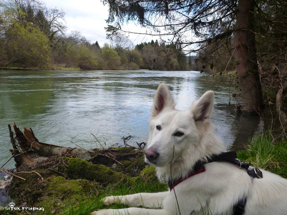 Berger blanc suisse au bord de l'eau Berger blanc suisse au bord de l'eau