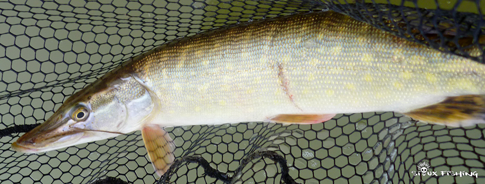 Brochet de Saône