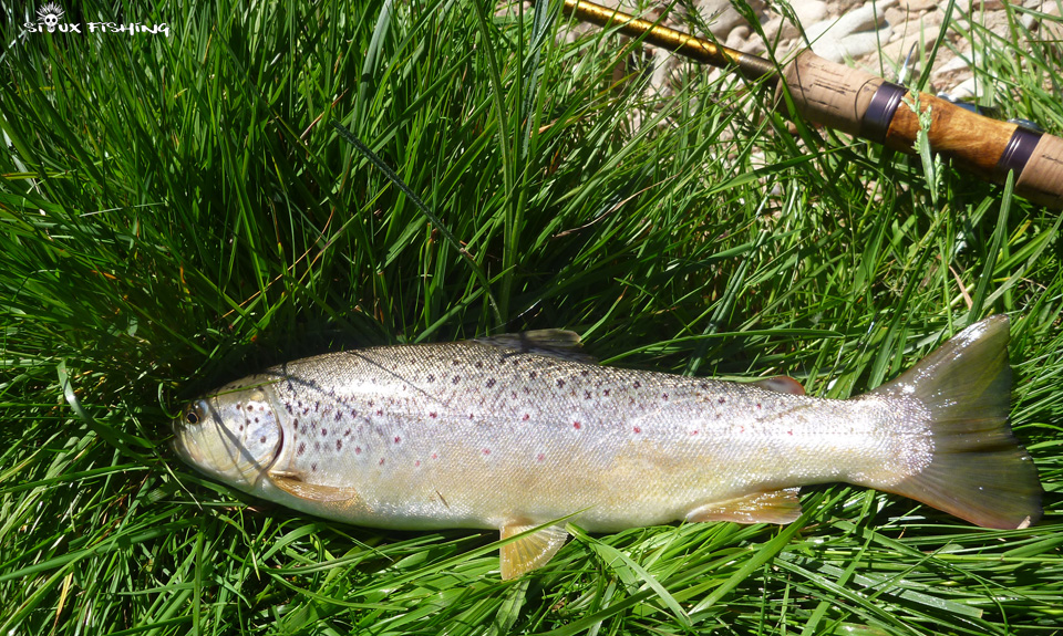 Truite de l'Arroux Truite de l'Arroux