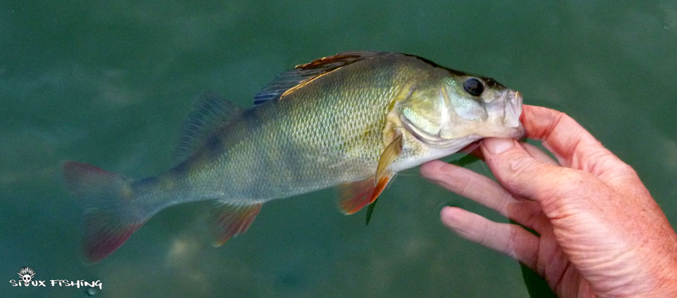 Perche de Saône Perche de Saône