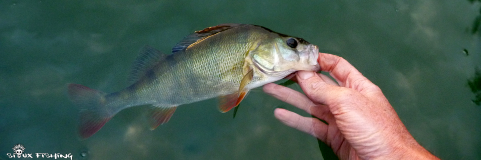 Perche de Saône à Tournus