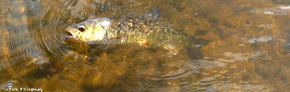 Gros chevesne de Loire Gros chevesne de Loire