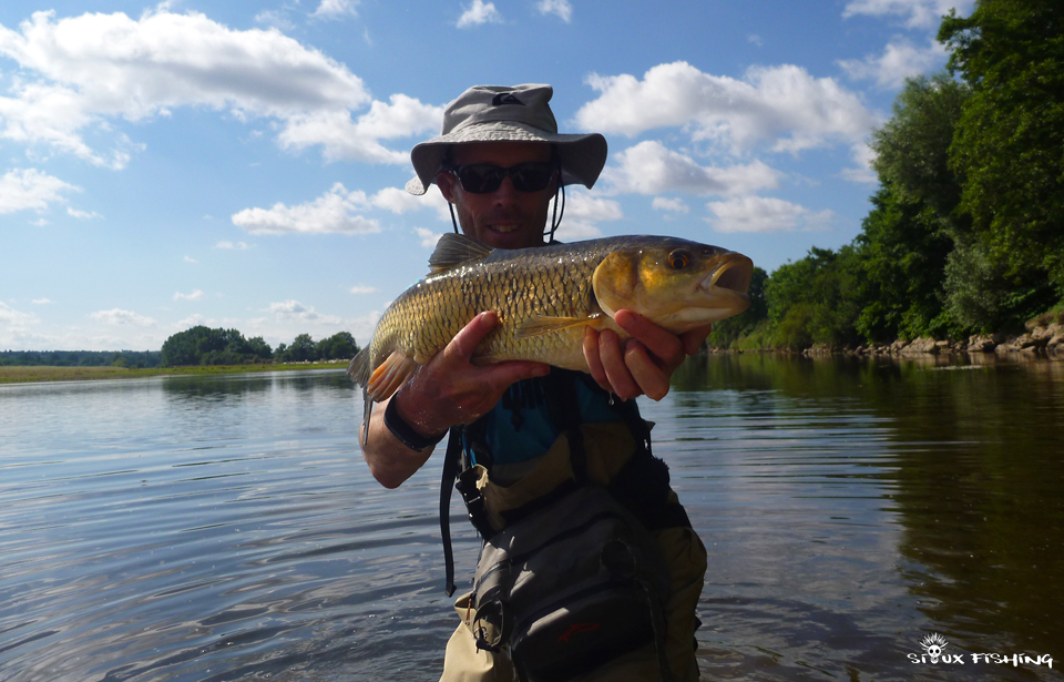 Gros chevesne de Loire Gros chevesne de Loire