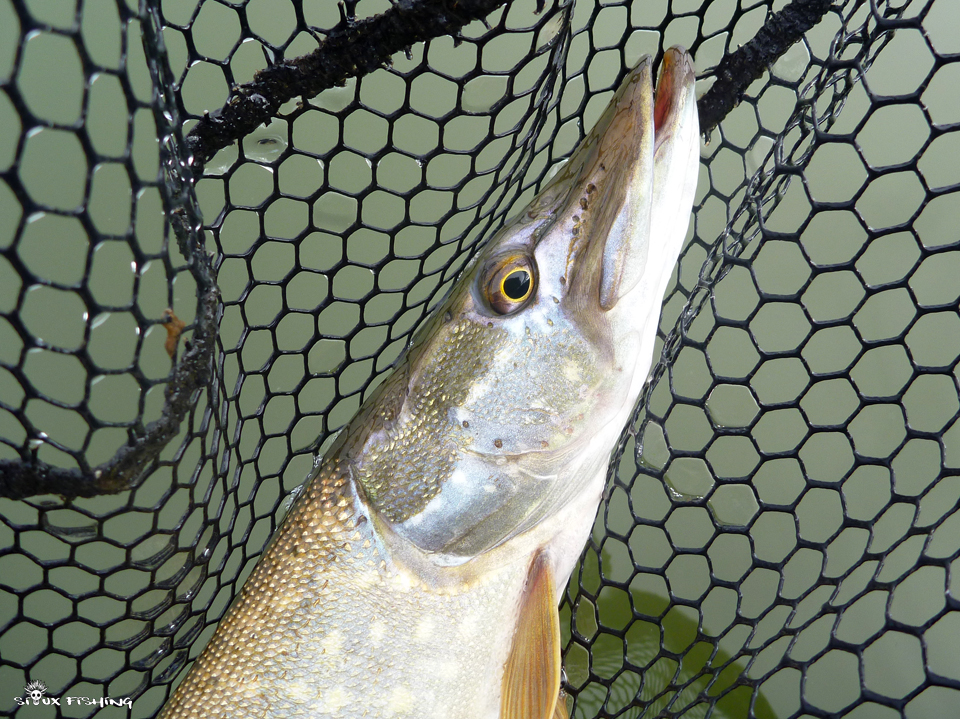 Brochet de Fleurville