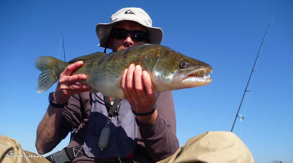 Sandre de la gravière de Fleurville