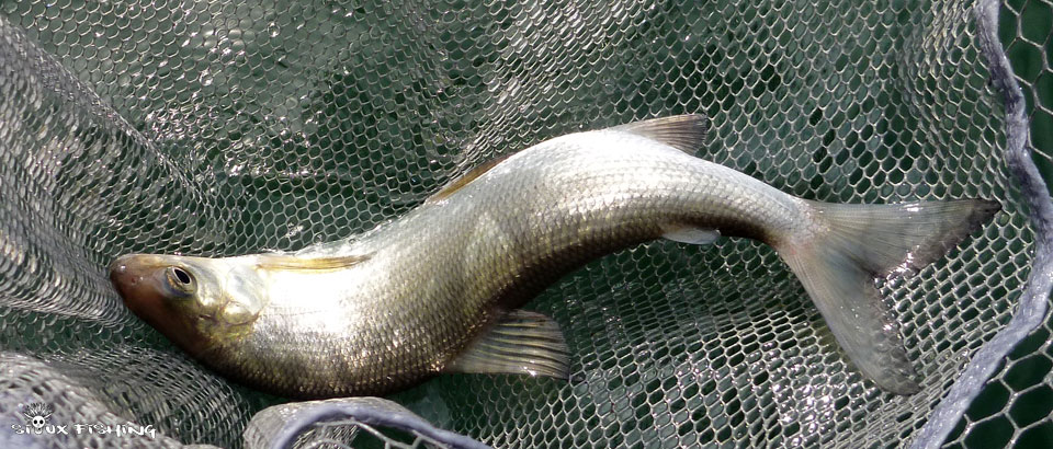 Corégone du Lac Chalain Corégone du Lac Chalain