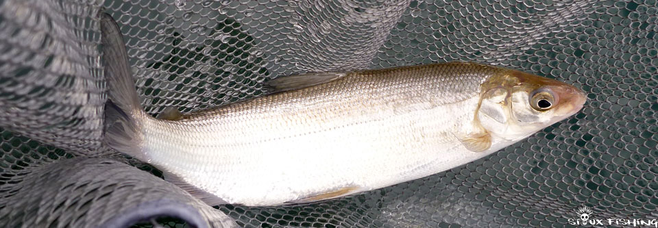 Corégone du lac Chalain Corégone du lac Chalain