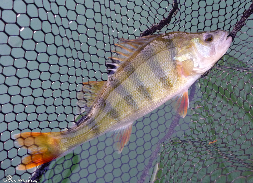 Perche de Saône à Tournus Perche de Saône à Tournus