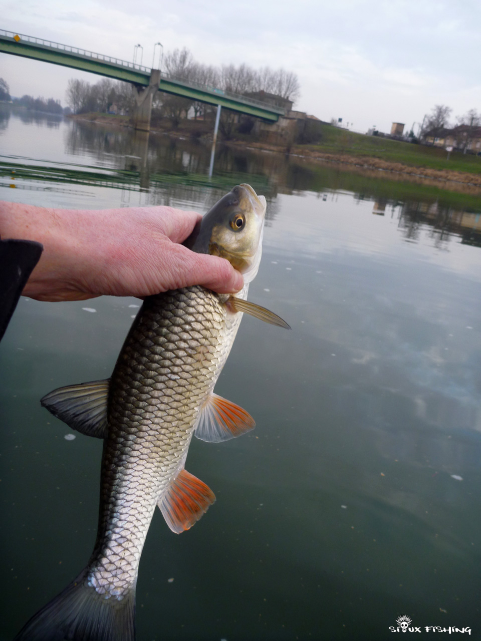 Chevesne de Saône à Tournus Chevesne de Saône à Tournus