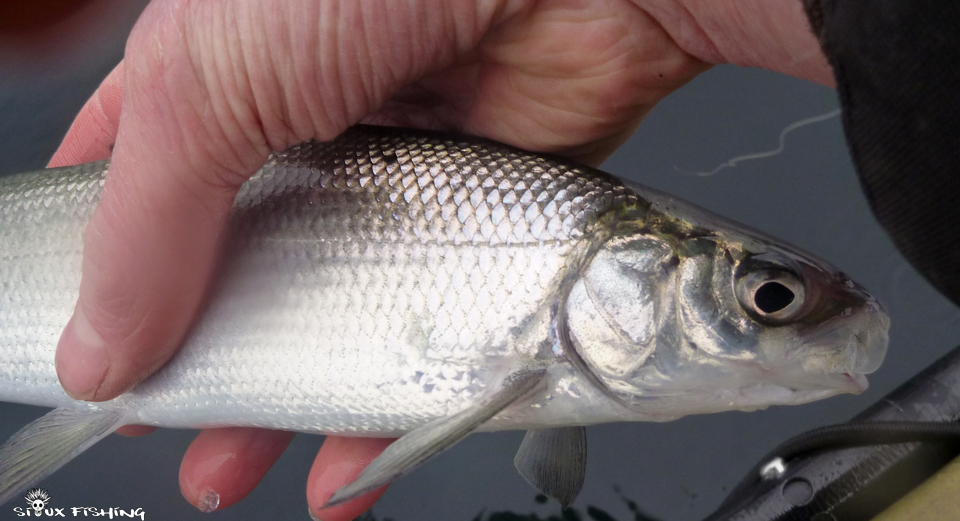 Corégone du lac du Bourget