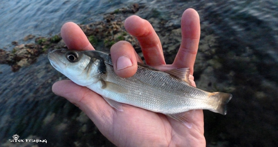 Petit bar de l'Île d'Oléron Petit bar de l'Île d'Oléron
