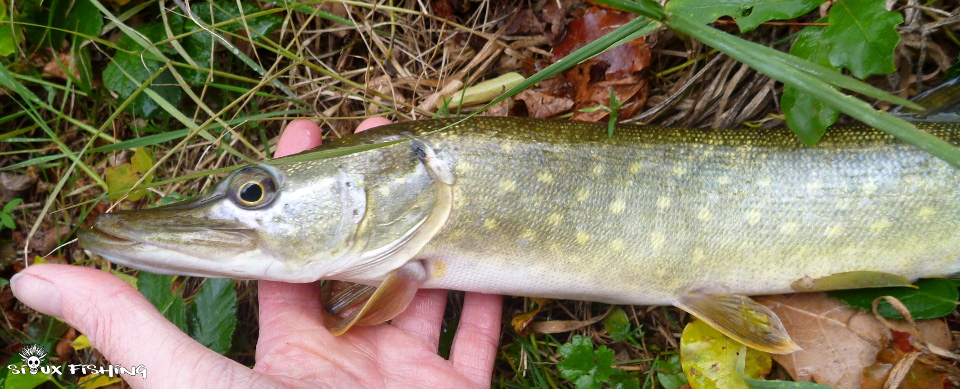 Brochet du canal de Roanne à Digoin