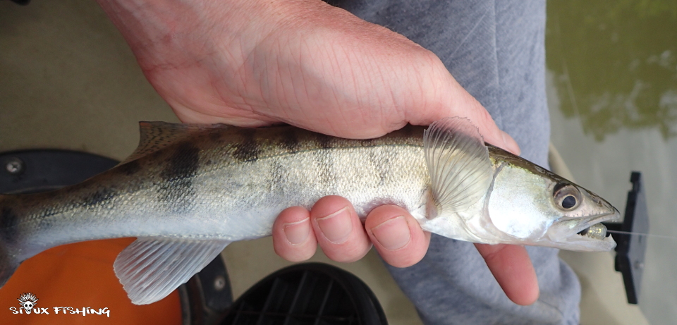 petit sandre de Seille