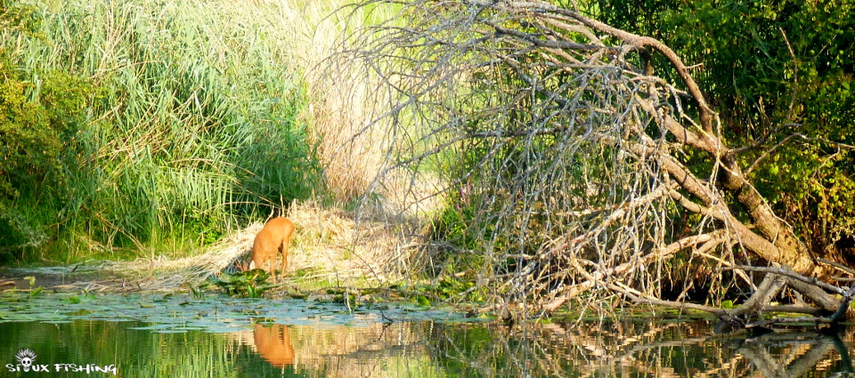 Paysage des bords de Seille 