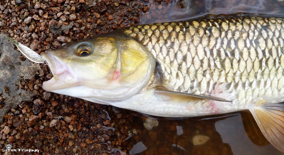 Chevesne de l'Arconce