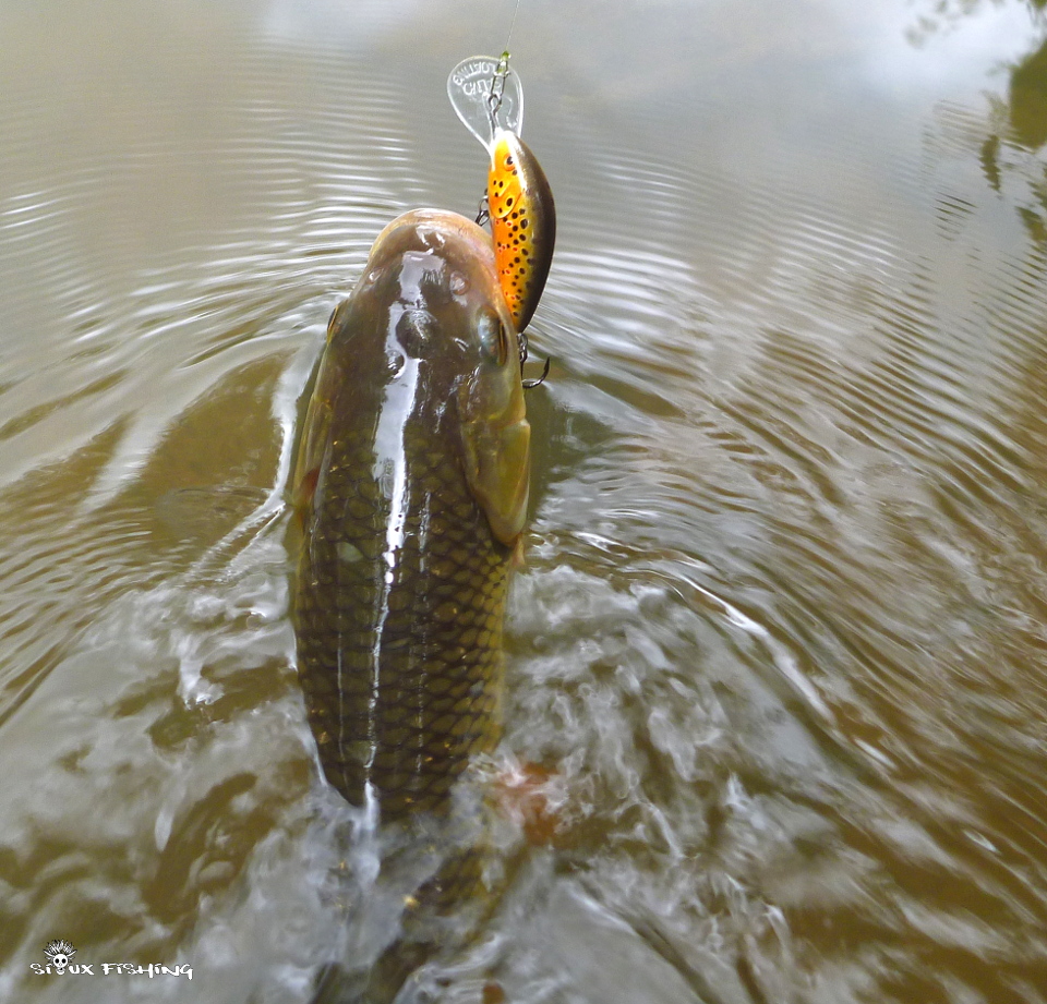 Chevesne de l'Arconce