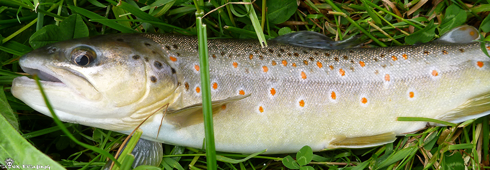 Truite de la Grosne