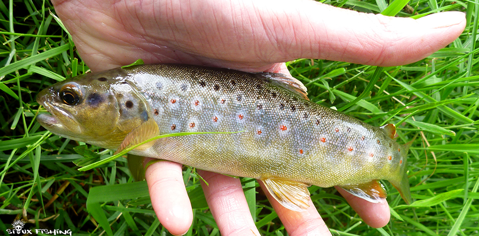 Truite de la Grosne