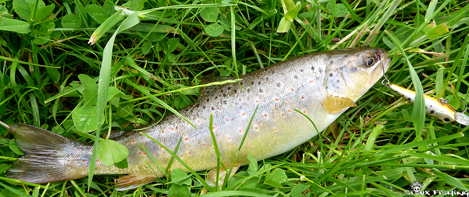 Truite de la Grosne