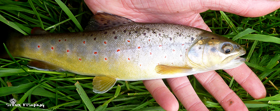 Truite de la Grosne