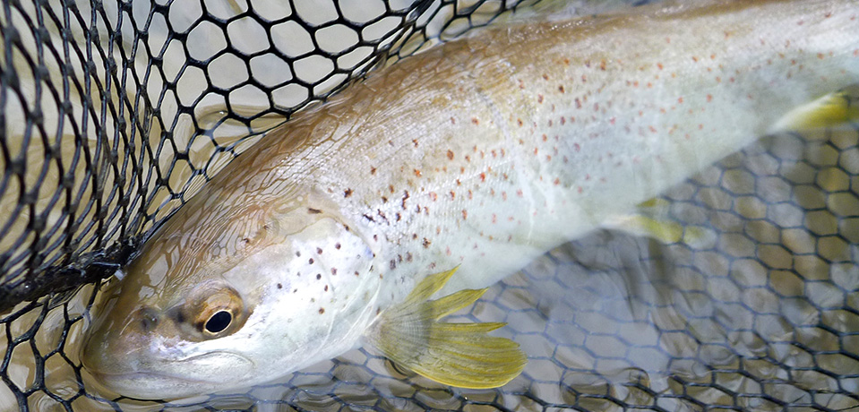 truite de la haute rivière d'ain