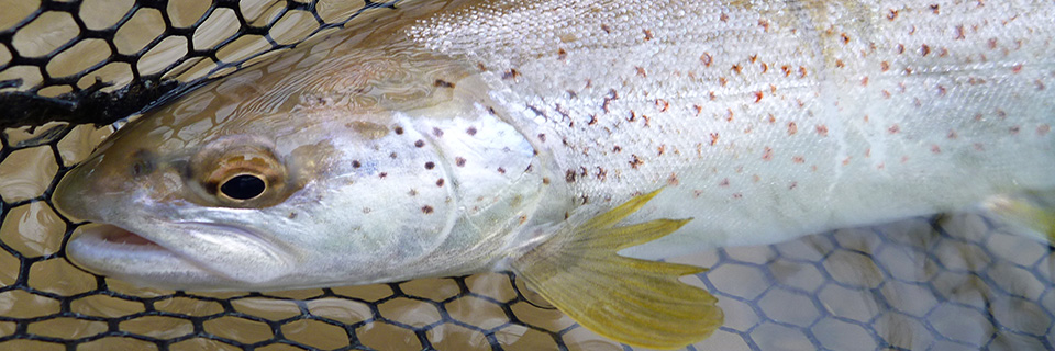 Truite de la haute rivière d'ain