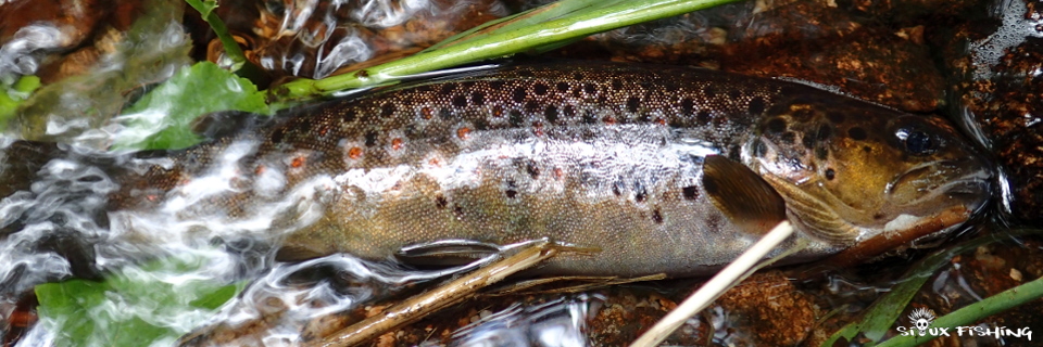  Truite de la Canche, rivière du Morvan