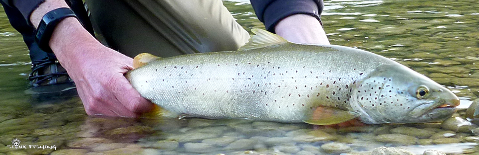 Truite de la Haute Rivière d'Ain