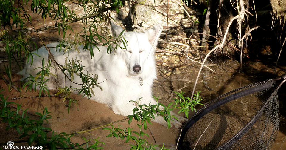 Haute Rivière d'Ain