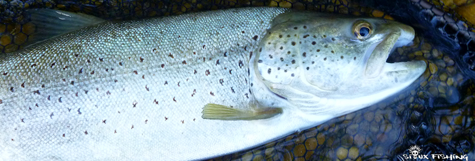 Truite de la Haute rivière d'Ain