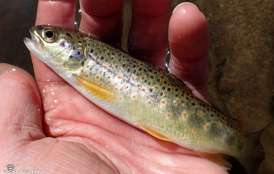Truite du Méchet