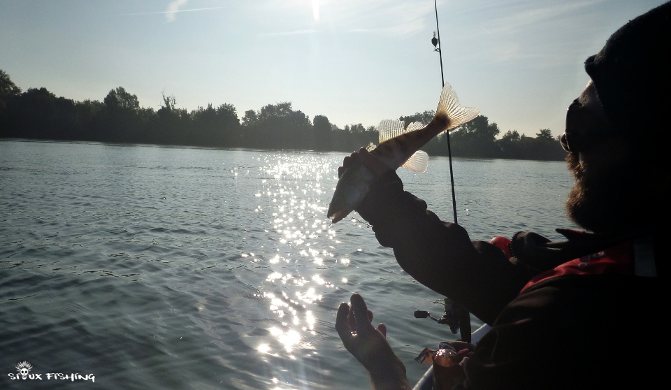 Petit sandre de Saône