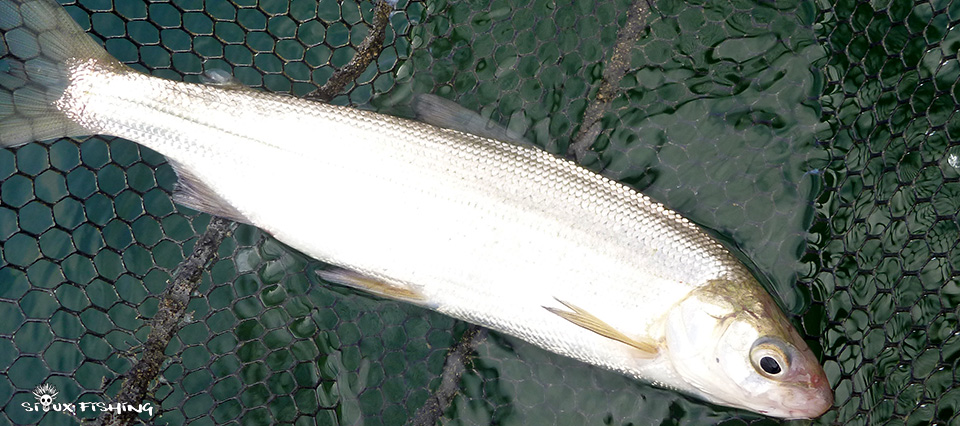 Corégone de Chalain