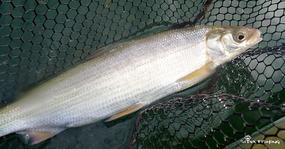 Pêche des Corégone à Chalain