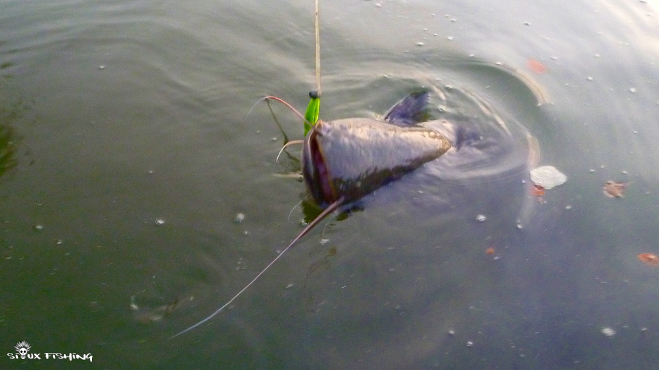 pêche du silure en Seille pêche du silure en Seille