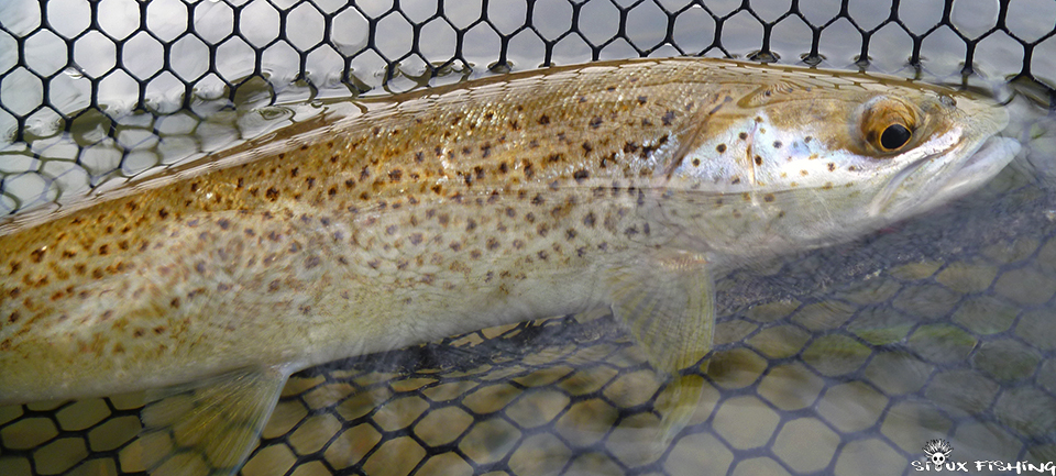 Truite de la Haute rivière d'Ain